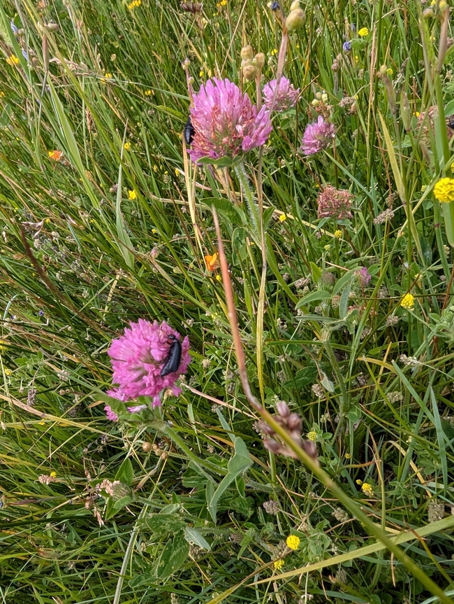 Blister on Clover