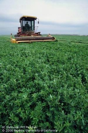 Learn the latest alfalfa production strategies at the 2012 Alfalfa & Forage Symposium