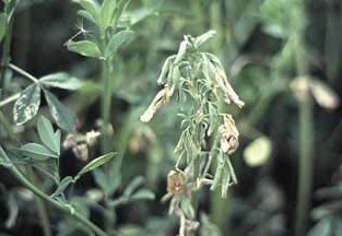 Verticillium wilt of alfalfa