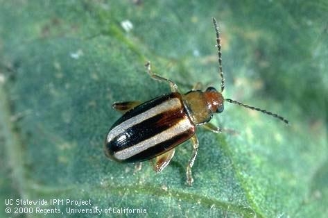 Adult plae striped flea beetle, about 3/16 inches long (Photo:UC IPM).
