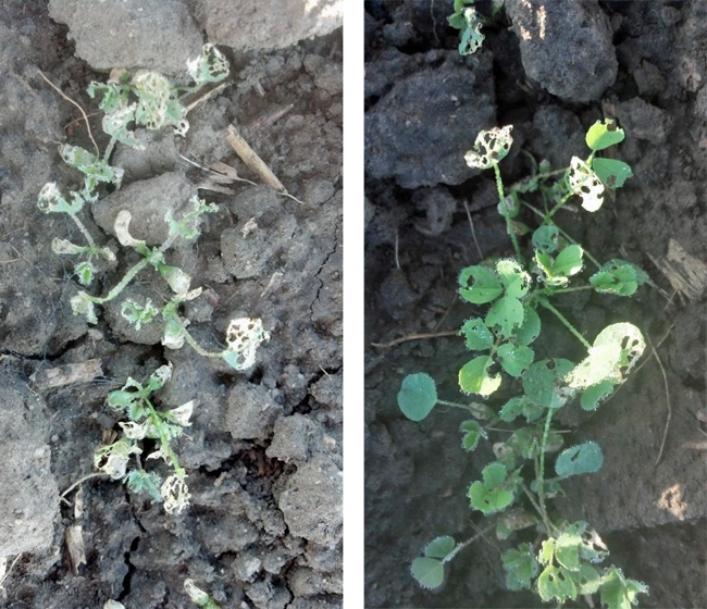 Damage (severe on left and less severe on right) from pale striped flea beetles. (Photos: Matt Chase)
