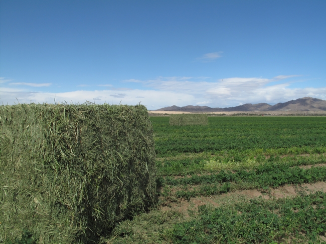 Photo of Bales of hay and an alfalfa field in S. California