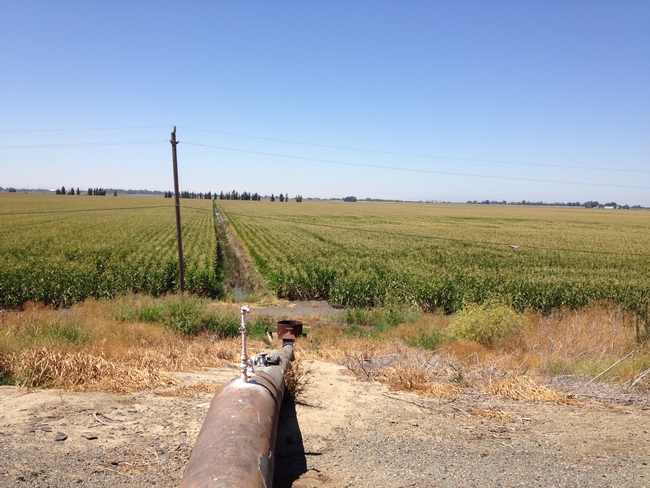 Delta corn field during the growing season. The photograph shows sub-irrigation using spud ditches.