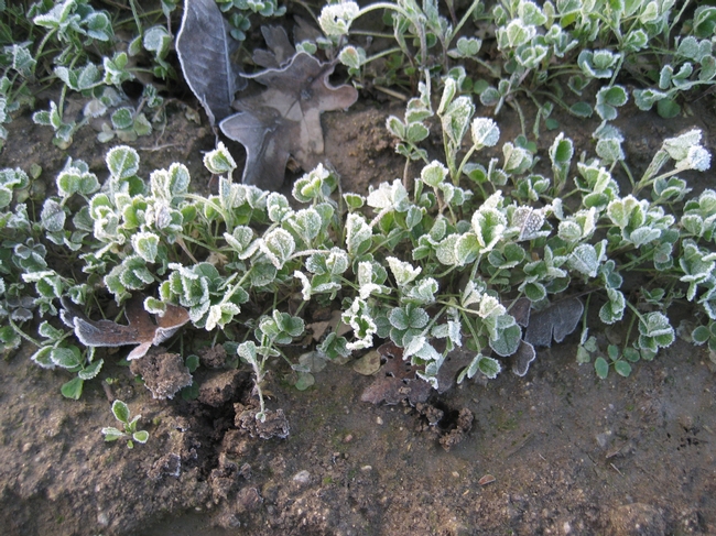 Seedling alfalfa covered in frost