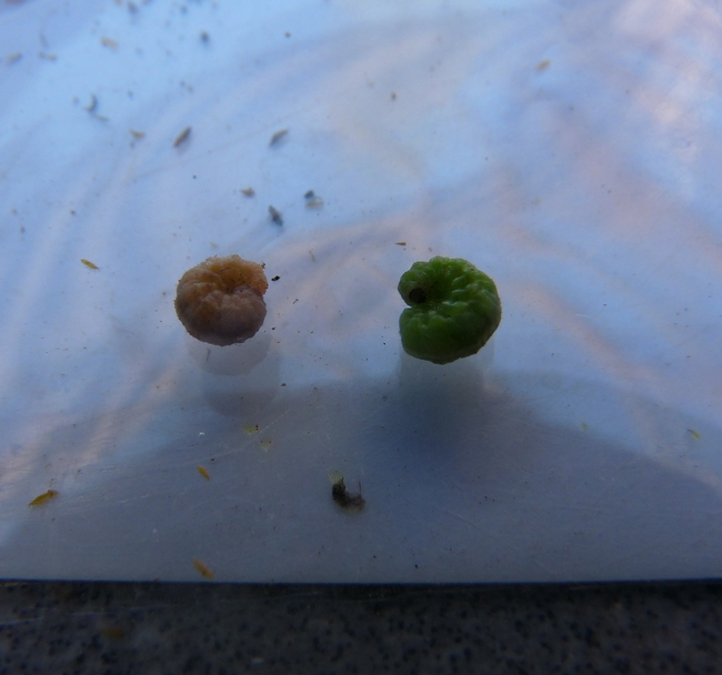 Infected alfalfa weevil compared to healthy weevil