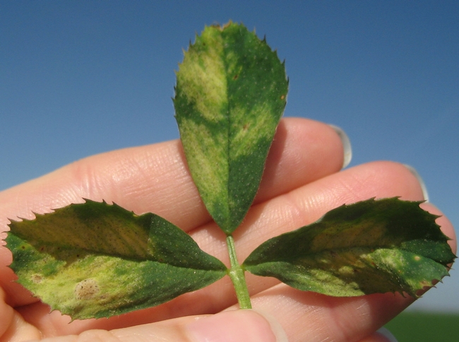 Photo 2. More advanced symptoms of downy mildew