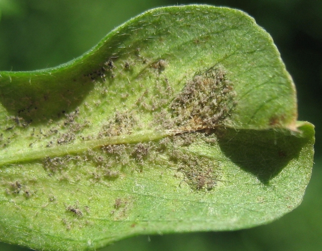 Photo 3. Spores on underside of leaf