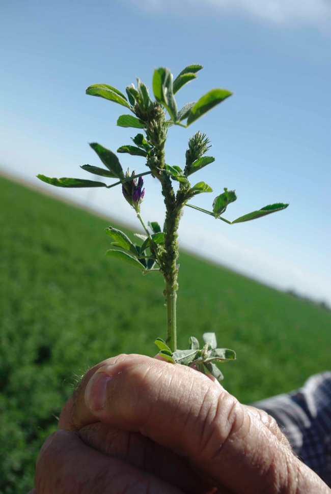 Alfalfa plant infested with blue alfalfa aphid.  Photo courtesy of P. Goodell, UC-Cooperative extension.