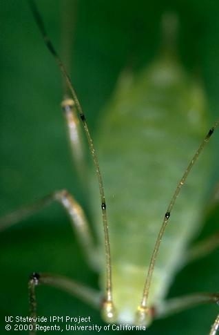 Pea aphid antennae - note dark bands.