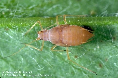 Aphid infected with Entomophthora fungus.  At this stage the aphid will be inactive.