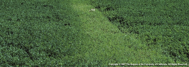 Molybdenum Deficiency in Alfalfa
