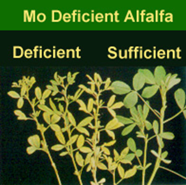 Molybdenum deficient alfalfa