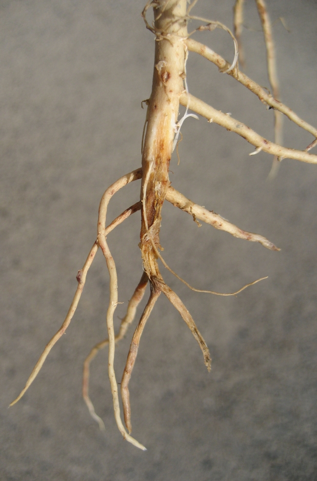 Photo 3. Lower tap root rotting but lateral rots are stronger.