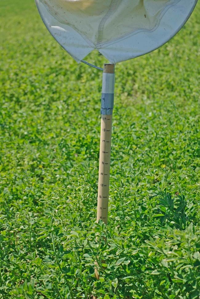 Insect net marked with inches placed in alfalfa field demonstrating lack of growth.