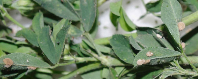 Closeup of apphids on alfalfa leaves, infected with fungi