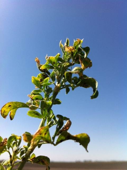 Alfalfa stem impacted by Blue Alfalfa Aphid feeding. Photo by S Mueller
