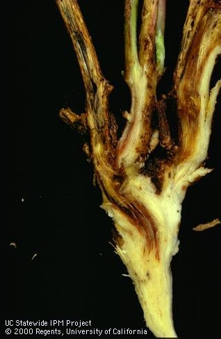 Shows a infected alfalfa crown with dark discoloration extensing down into the crown in a v-shaped pattern