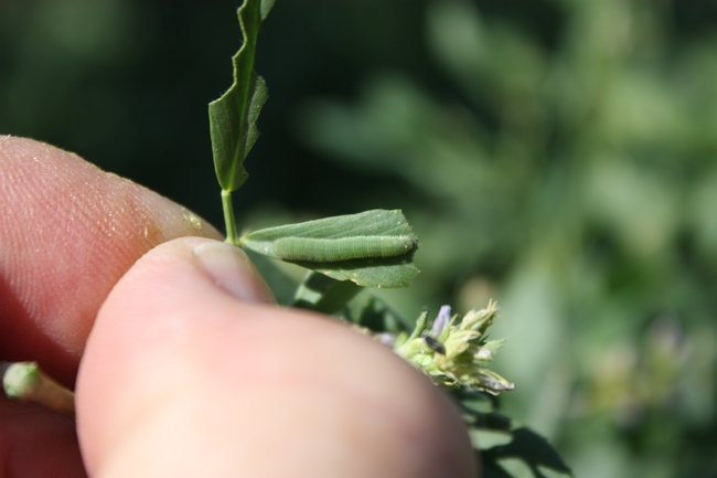 Alfalfa caterpillar on an alfalfa leaf