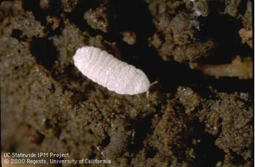 Close-up of ground mealybug adult