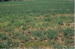 Ground mealybug damage to alfalfa in foreground compared with undamaged portion of field in background.