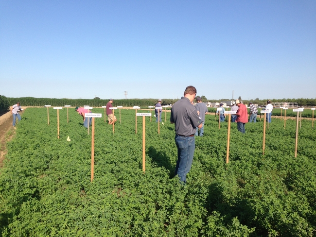 Field Day participants tour the alfalfa variety trial.