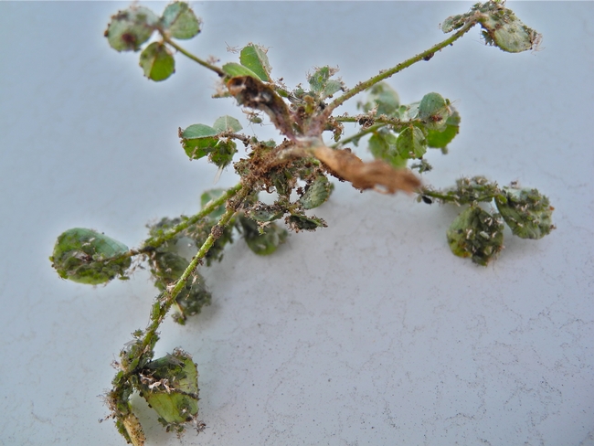 Alfalfa seedling infested with aphids