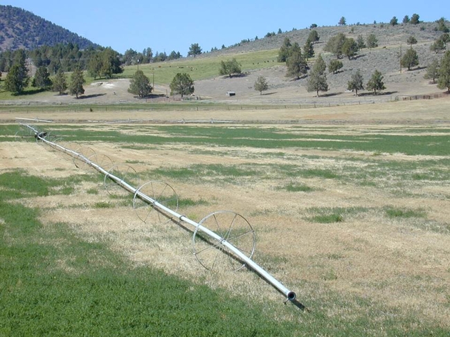 Photo: Impact of no irrigation on alfalfa during summertime. However, due to alfalfa’s resilience to drought, yield will recover once the field receives water the following winter.