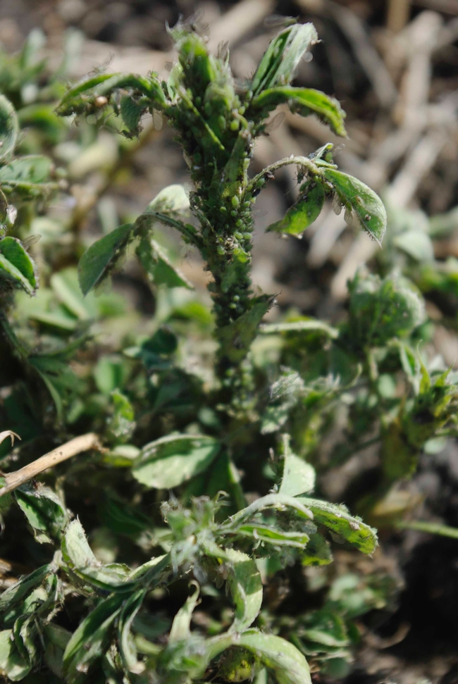 Alfalfa stem infested with BAA