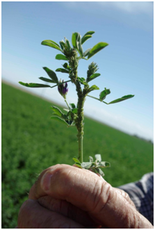 Blue alfalfa aphid on alfalfa stem