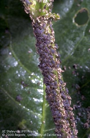 Cowpea aphid on alfalfa stem