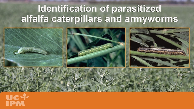 YouTube video showing how to identify parasitized caterpillars in alfalfa fields