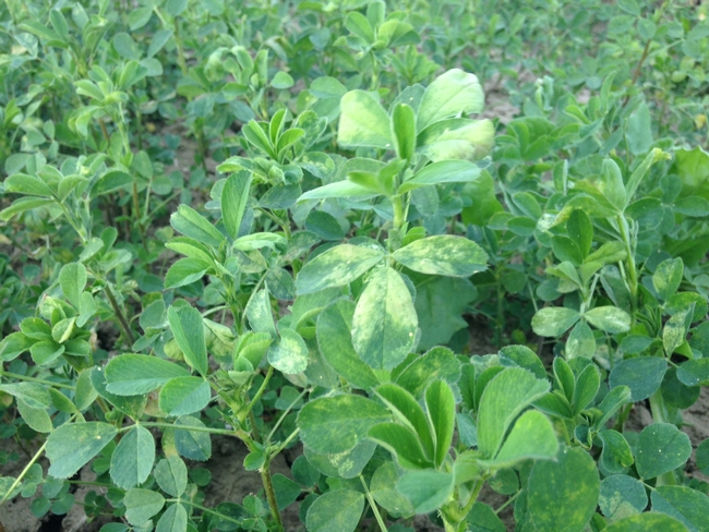 leaves infected with downy mildew are yellowish in color.