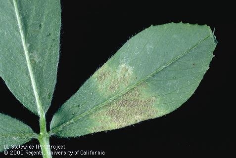 leaf infected with downy mildew with gray fungal spores
