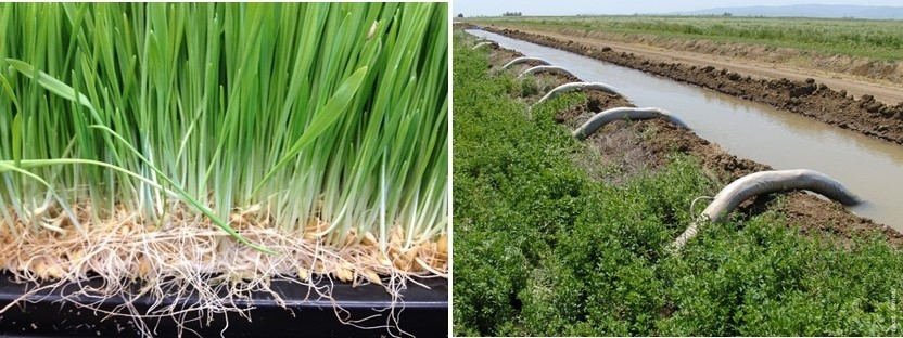 Does Growing Hydroponic Forage Save Water Alfalfa Forage News Anr Blogs