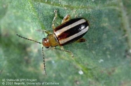Adult Pale-striped Flea Beetle