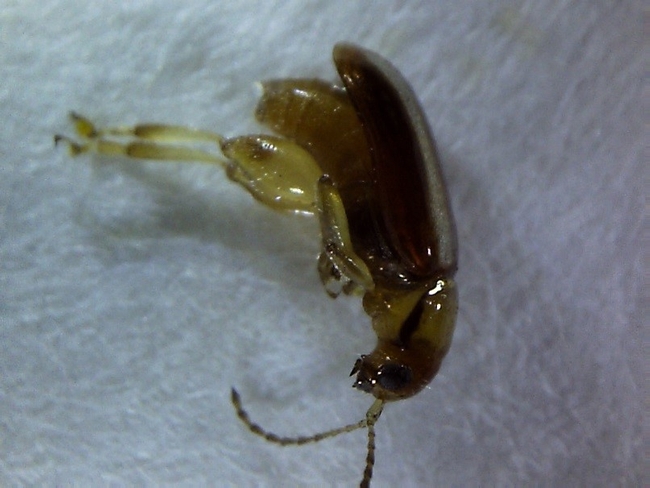 Flea beetle enlarged femur