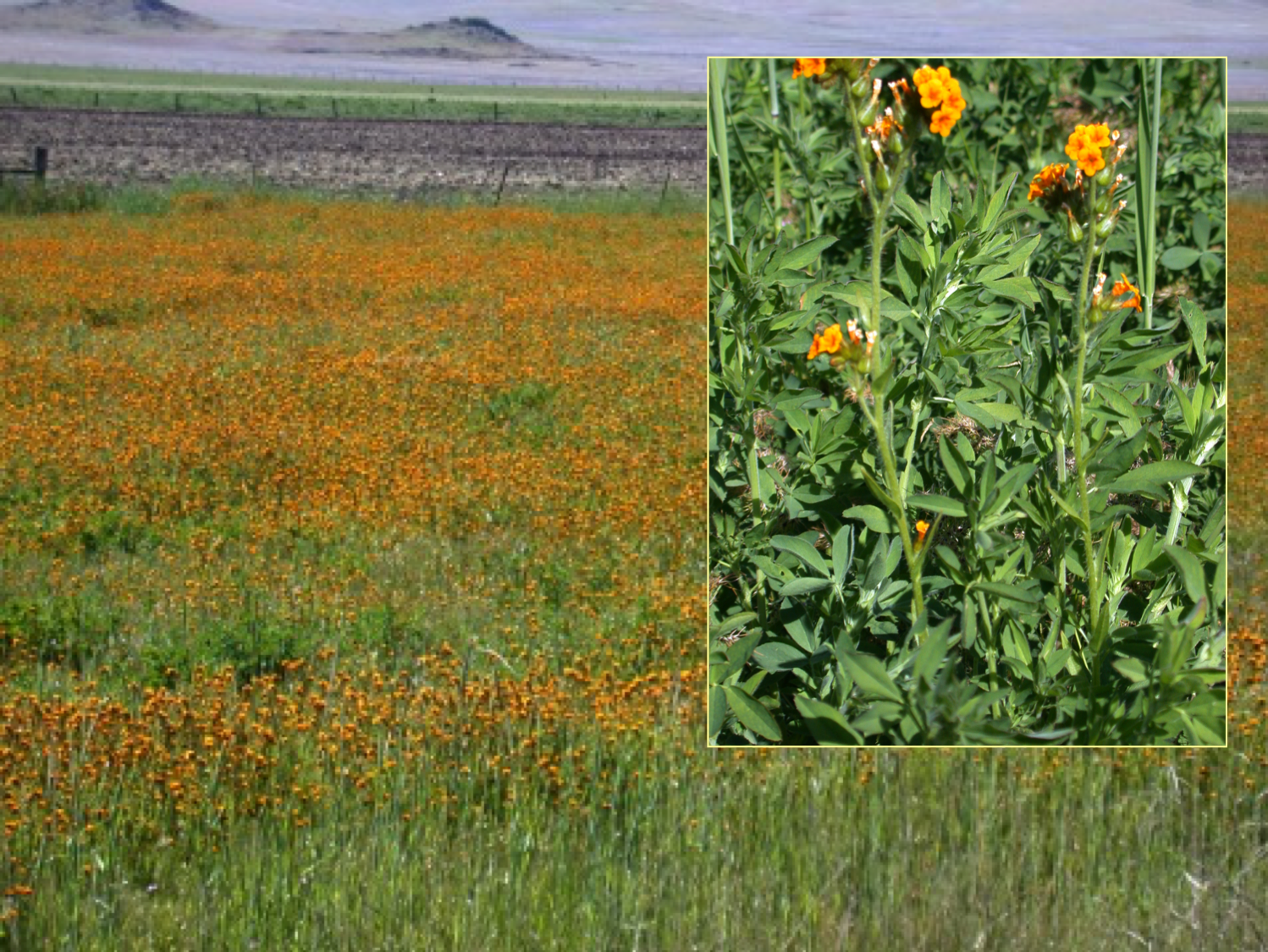Watch out for fiddleneck and groundsel in livestock feed - Toxic Weeds in  Alfalfa - Alfalfa & Forage News - ANR Blogs