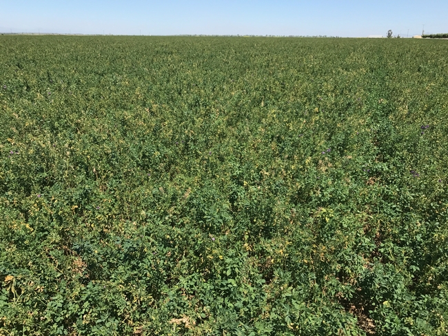 Field in Yolo County damaged by common leaf spot