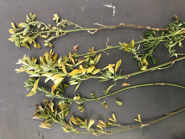 Alfalfa stems damaged by the common leaf spot fungus.
