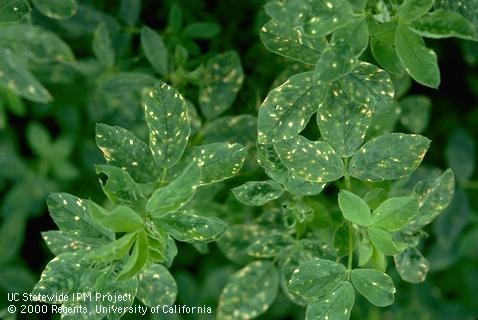 Stemphillium in Alfalfa