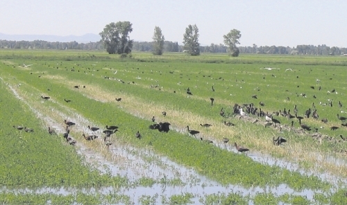 Birds foraging for insects and rodents in flood irrigated alfalfa. Photo: Capital Press