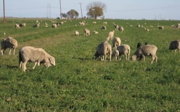 'Sheeping-off' alfalfa fields in the wintertime benefits alfalfa growers and sheep herders in that sheep get feed and alfalfa growers get weevil and weed control benefits.