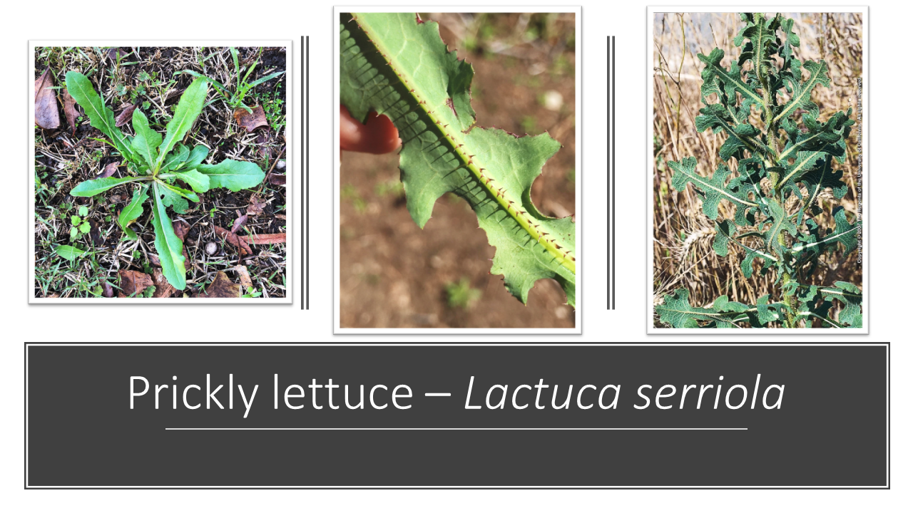 prickly lettuce identification