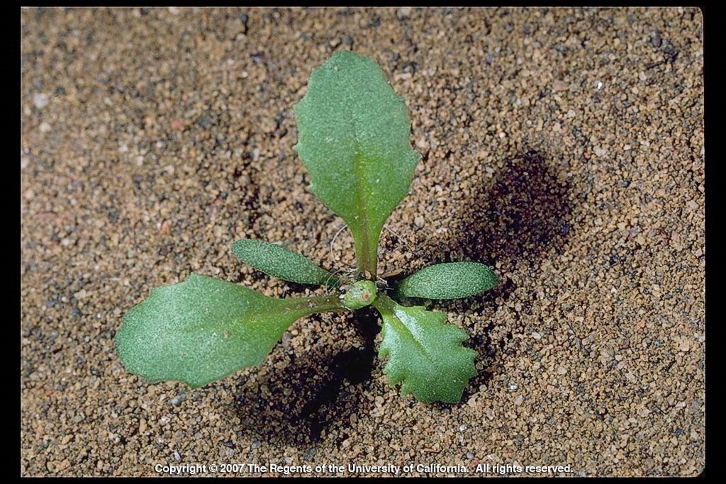 Keep Common Groundsel Uncommon Alfalfa Forage News Anr Blogs