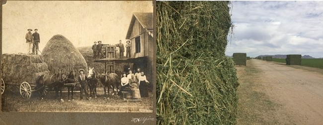 Figure 1. Old and New Methods of Hay Making