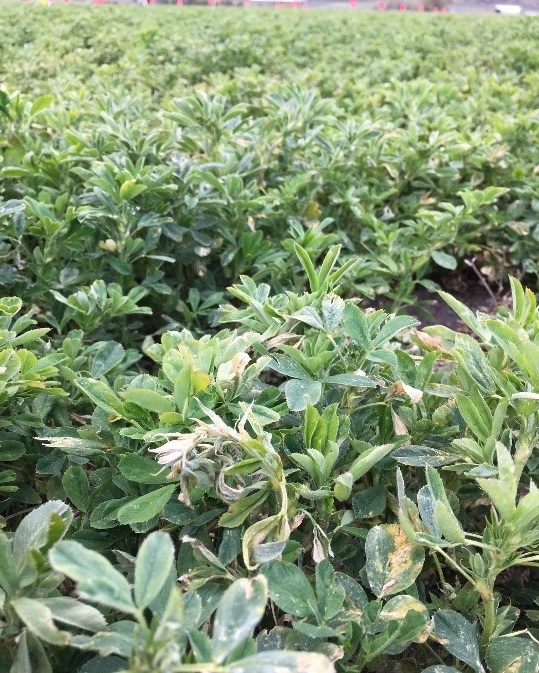 Glyphosate Injury Alfalfa5-Field