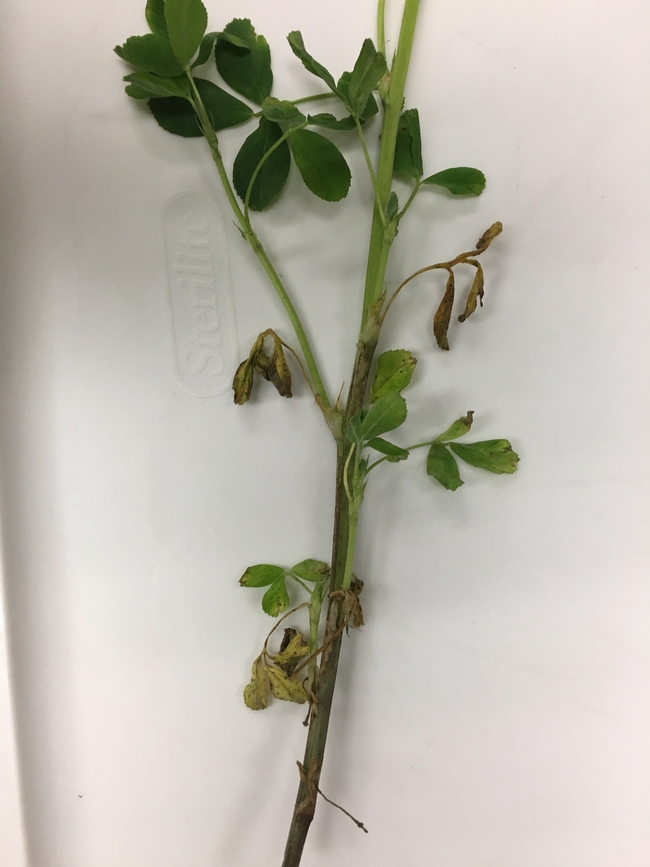 Spring 2017 stem lesion and dead leaves (completely colonized)
