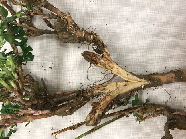 Alfalfa crown damaged from anaerobic conditions due to flooding that caused crown rot from secondary pathogens.