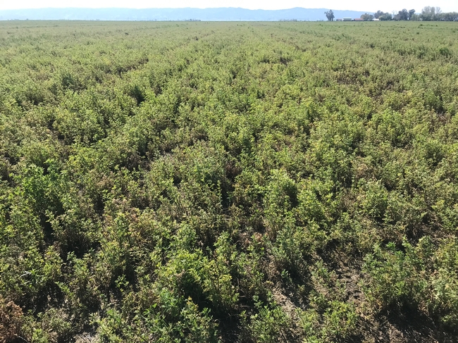 Alfalfa stand showing new growth as soils dry out, April 10, 2019, Yolo County.