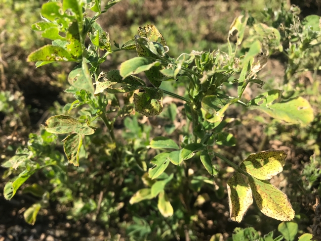 Common leaf spot in alfalfa, Yolo County 2019.